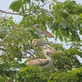 Graupelikan (Pelecanus philippensis)